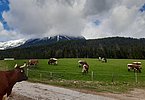 Sehr früh schon in die Saison starteten die Kühe von Roland Salvenmoser, Oberbiedring in Ellmau/Tirol!