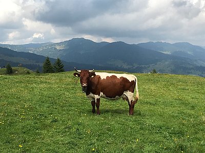 Ein Bild mit Seltenheitswert in der Schweiz - schöne, gehörnte Pinzgauerkuh auf der Alp!