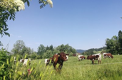 Qualität, die man sieht! Die Pinzgauer der Familie Probst am Mattenhof in Rotkreuz/Schweiz!