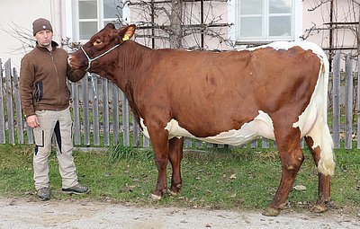 Top-Jungkuh BUDWEIS von Alexander Gensbichler, Perfeld, Hinterglemm
