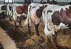 Rolands Herde präsentiert sich täglich wie aus dem Schachterl!