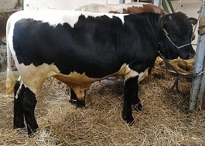 Bestens entwickelt - Pinzgauer Jungstier aus RUPP x Stratus von Stephan Hoppe aus Borgholz/NRW