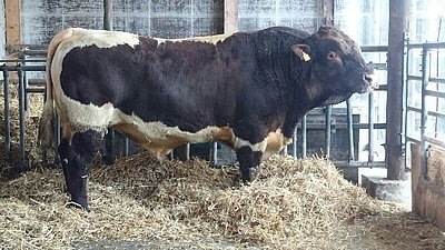 Ebenso vorgestellt wurde DUNDEE, ein reinerbig hornloser Stier.