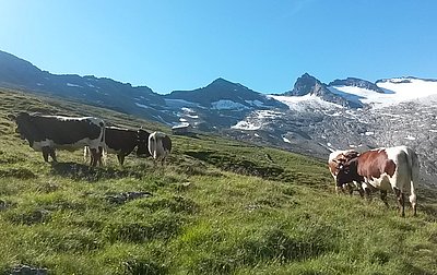Wunderschöne Begegnung am Weg zur Neuen Thüringer Hütte im Habachtal