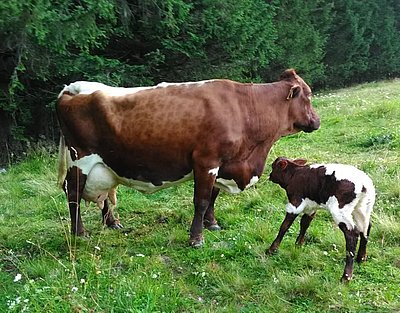 Die ersten Gehversuche einer noch sehr jungen Dame - begleitet von Mutter Strauß, die auf der Steineralm ihr 14. Kalb zur Welt brachte!