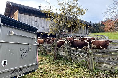 Was ist heute los? Die Kühe am Moosburghof wittern es sogleich!