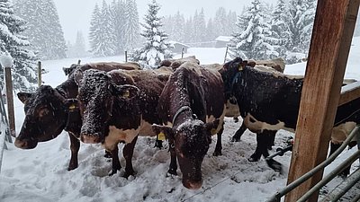 Sie wissen, wie sich der Winter anfühlt - die Pinzgauerkühe von Christian und Andrea Putzi in Pany/Schweiz!