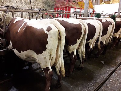 Wie aus dem Schachterl - so präsentiert sich Helmut Hörtnagls Herde auch ohne Anmeldung!
