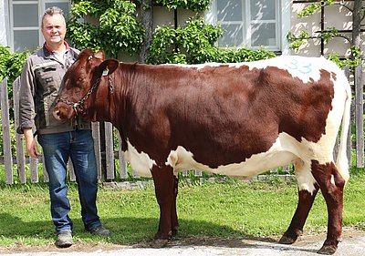 Trächtige Kalbin von Maria u. Peter Steinberger, Forstreit, Bischofshofen