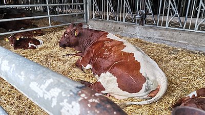 Die Jüngsten noch geborgen im Strohbett unter schützendem Dach
