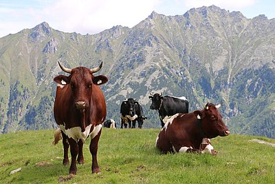 Traumhafter Anblick auf der Prosingalm!