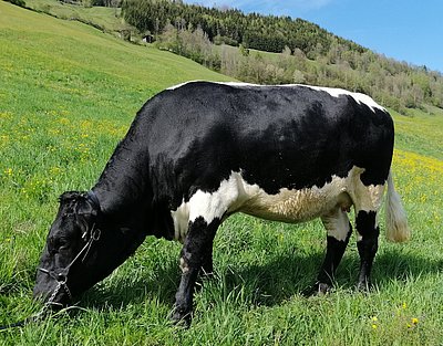 Schönheit pur - SALZBURG (Laurin x Rocky) von Eva Schösser, Großschiltern, Bramberg