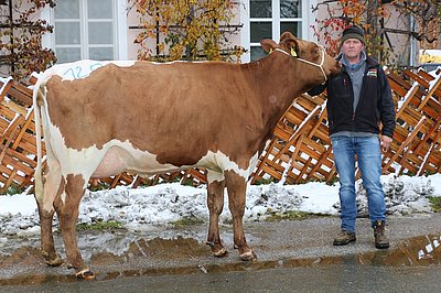 Jungkuh GLORIA (V.Power Red) von Wolfgang Porsche, Schüttgut, Zell am See