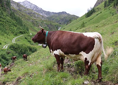 Eine von vielen Schönen auf der Passenalm!