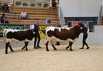 IMG 3134