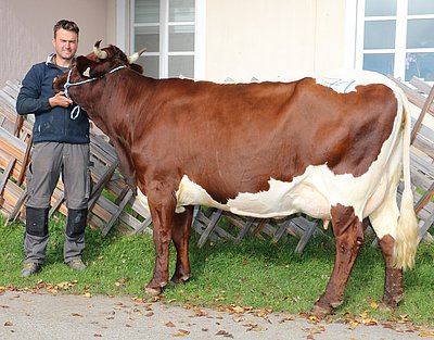 Eine Pinzgauerkuh, wie man sich's wünscht - Drittlaktierende DUXNERIN (V.Löwe) von Hannes Hofer, Hub, Zell am See