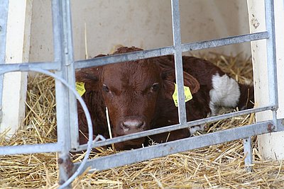 Männliche Nachzucht von Loser