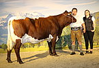 Kat.Nr. 187 - Gruppenreservesiegerin GLÜCK (V.Leck) v. Günter Auer, Mußbach, Saalfelden