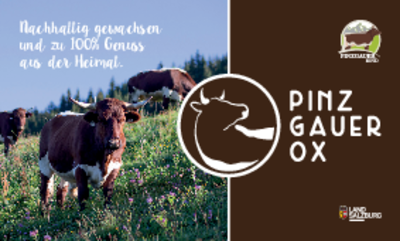 Pinzgauer Ox - ein Projekt mit Erfolgsaussichten!