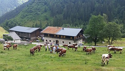 Ein schönes Bild - die kapitale Herde von Gerhard Innerhofer, Einödberg im Mittersiller Felbertal!