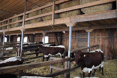 Nicht nur zum Wohlfühlen, sondern auch optisch schön - der Offenlaufstall von Ernst Zellnig, vlg.Grusch in Ettendorf!