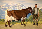 Kat.Nr. 130 - Lebensleistungskuh ENZIAN (V.Titan) v. Birgit Leitinger, Hammerschmied, Unken