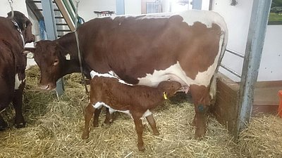 Mutter Edelweiß wurde im Herbst 2016 importiert.