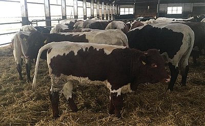 Als wär' nichts gewesen! Die Tiere scheinen im Norden wahrlich "angekommen" zu sein!