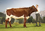 74 Gensbichler Perfeld
