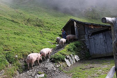Wahre Glücksschweine - zu finden auf der Bach-Hochalm!