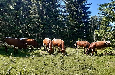 Überzeugend - die Herde von Robert Krimbacher auf der Lehenalm in Embach!
