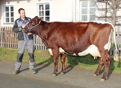 Drittkalbskuh GOIDL (V.Moredo) von Johann Nindl, Klausenstein, Hollersbach