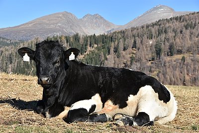 Hübscher Nachwuchs von Lady!