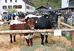 Formatstarkes Pärchen - Mutterkuh Liabin (V.Haller-Wis) mit Stierkalb (V.Lumpazi) von Familie Hechenberger, Zwiesslegg