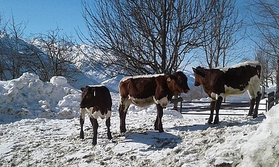 Frische Luft und wärmende Sonnenstrahlen - Genuss pur am Bachseithof!