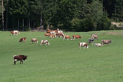 Ein schöner Farbtupfen in der Herde von Familie Krogger in Mönichwald!