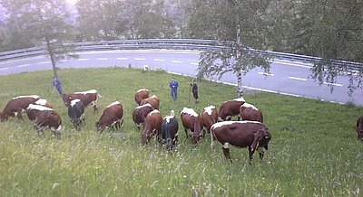 Die Kalbinnen nahmen die frische Weide genüsslich an!