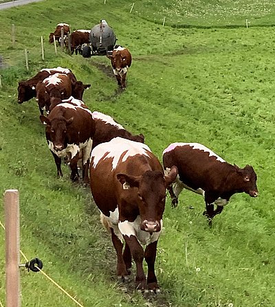 Die Pinzgauer von Franz Scherrer - ein Hingucker im schweizerischen Trübbach!