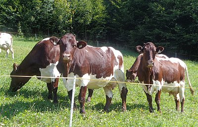 Schöner Blickfang - die Pinzgauer-Herde vom Bichlhof in Marktschellenberg!