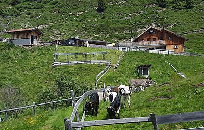 17 verschiedene Haustierrassen werden auf der Arztalalm gehalten