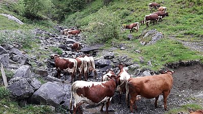 Formatvolle Kühe von Hans Ruedi Kissling auf der Alp Acherstutz Jaun!