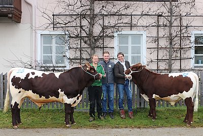 Die beiden hochpreisigen Stiere REKORD und MOCK wechselten an die künstliche Besamung nach Greifenberg/Bayern.