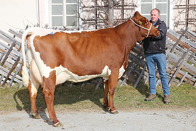 Zweitkalbskuh STEFFI (V.Rambo, 53,5%RF) von Wolfgang Porsche, Schüttgut, Zell am See