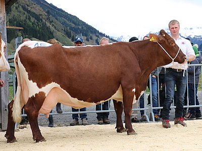 Ausnahmekuh STRAUSS (V.Titan) von Fam. Sommerer steht kurz vor der 100.000 kg-Marke!
