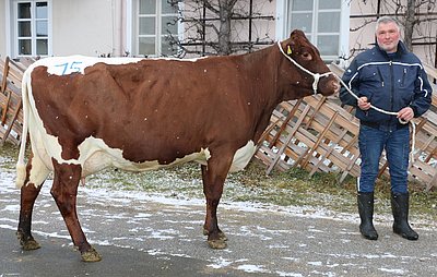 Zweitlaktierende MAUSI (V.Moredo) von Hansjörg Innerhofer, Reit, Hollersbach