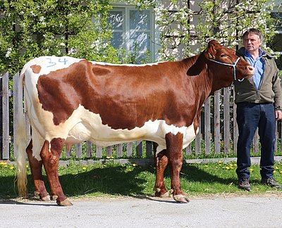 Zweitkalbskuh SENTA (V.Astor) von Anna u. Sebastian Reiter, Kurzgrub, Pfarrwerfen