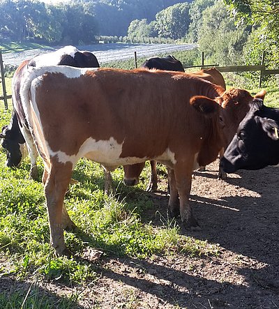 PIxRF-Kreuzung kommt im Sommer zum 1. Kalb