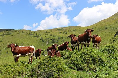 Auch ihnen fehlt's an nichts! Die qualitätsvolle Nachzucht von Hubert Wörgötter verbringt den Sommer auf der Hacklbergalm in Hinterglemm.