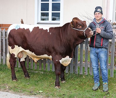 Ein Blickfang - Teststier METEOR von Josef Berger, Grub, Saalbach
