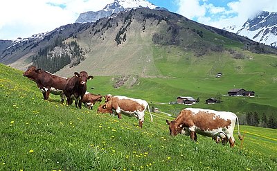 Im Schweizer Rätikon zu Hause - die Pinzgauer-Milchkühe! Schön anzuschauen - die Pinzgauer von Familie Engel in St. Antönien,